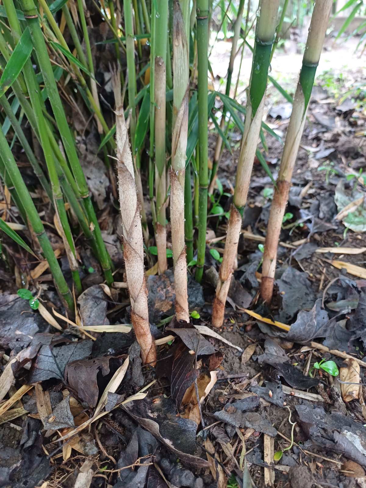 Indul a „rakétaszezon”!