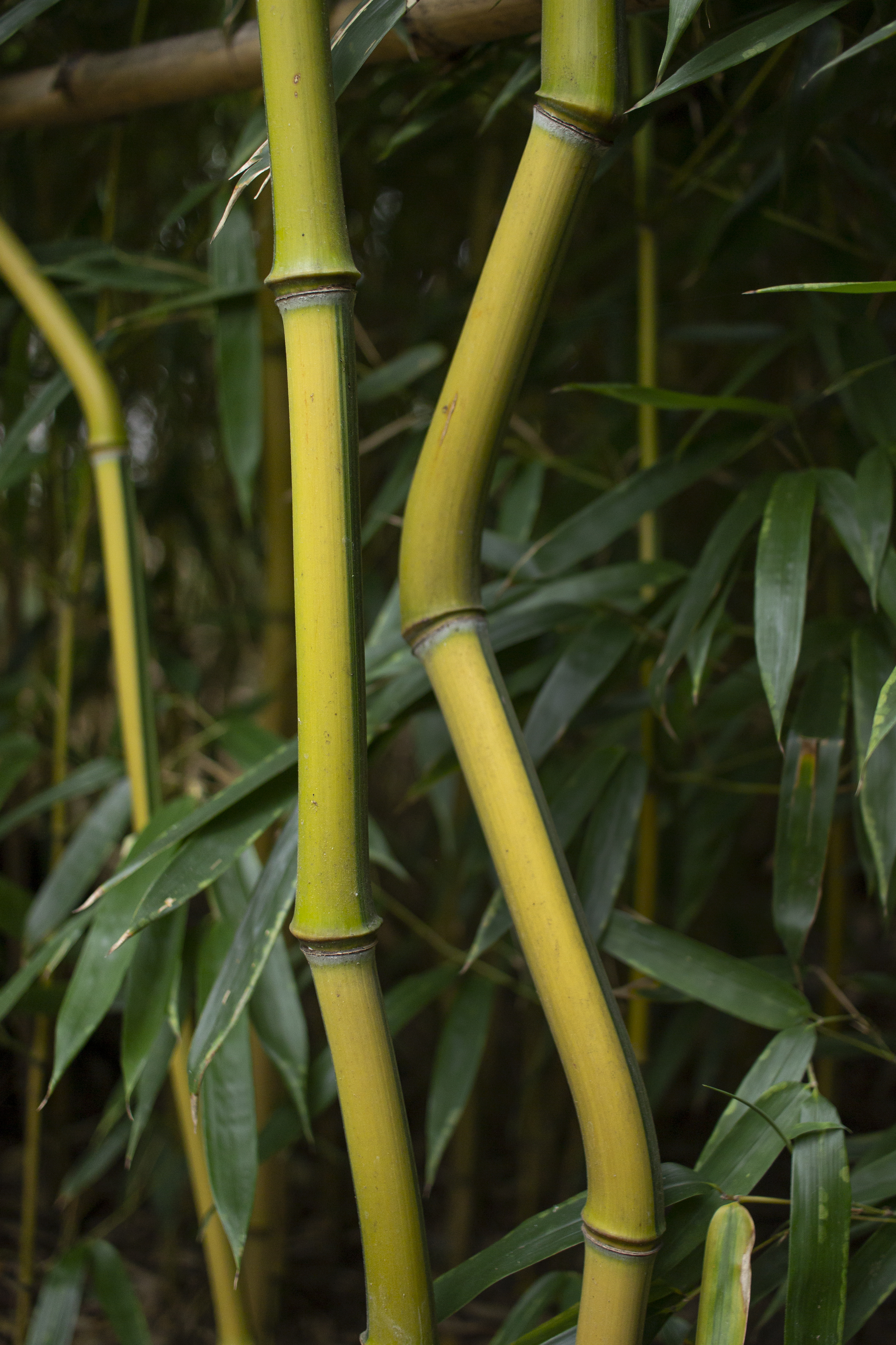 Mindent a bambuszokról